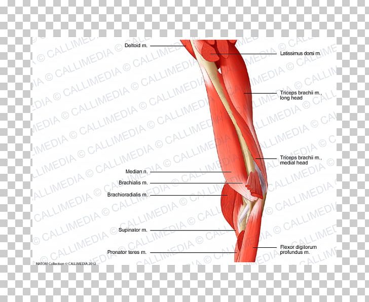 Elbow Finger Triceps Brachii Muscle Human Anatomy PNG, Clipart, Abdomen, Anatomy, Angle, Arm, Blood Vessel Free PNG Download