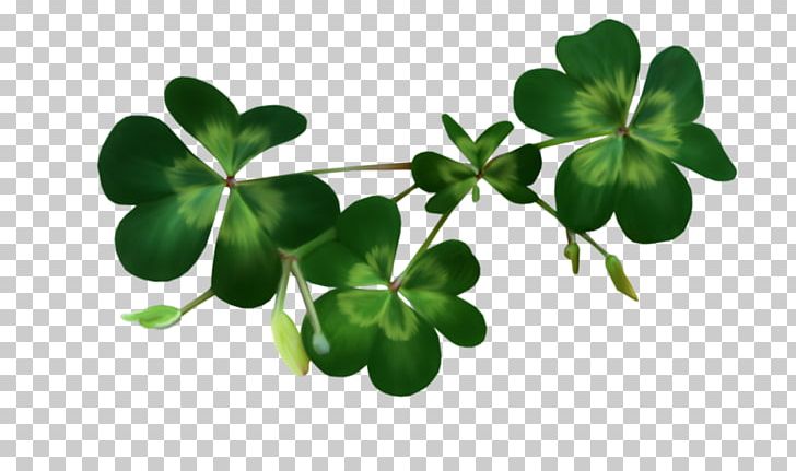 National ShamrockFest Saint Patrick's Day PNG, Clipart,  Free PNG Download