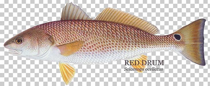 Red Drum Redfish Fishing Black Drum Rose Fish PNG, Clipart, Animal Figure, Black Drum, Blackening, Bony Fish, Common Rudd Free PNG Download