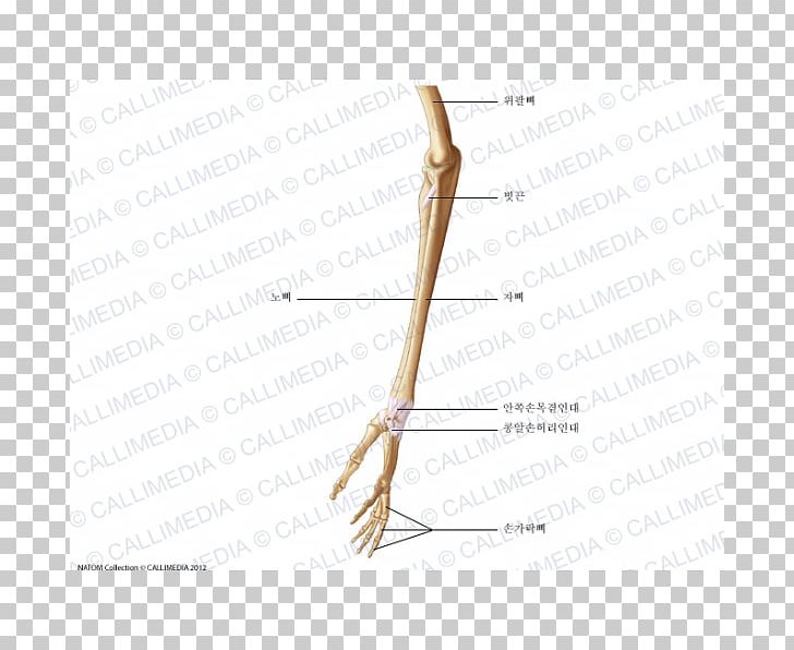 Finger Line Angle PNG, Clipart, Angle, Arm, Art, Finger, Hand Free PNG Download