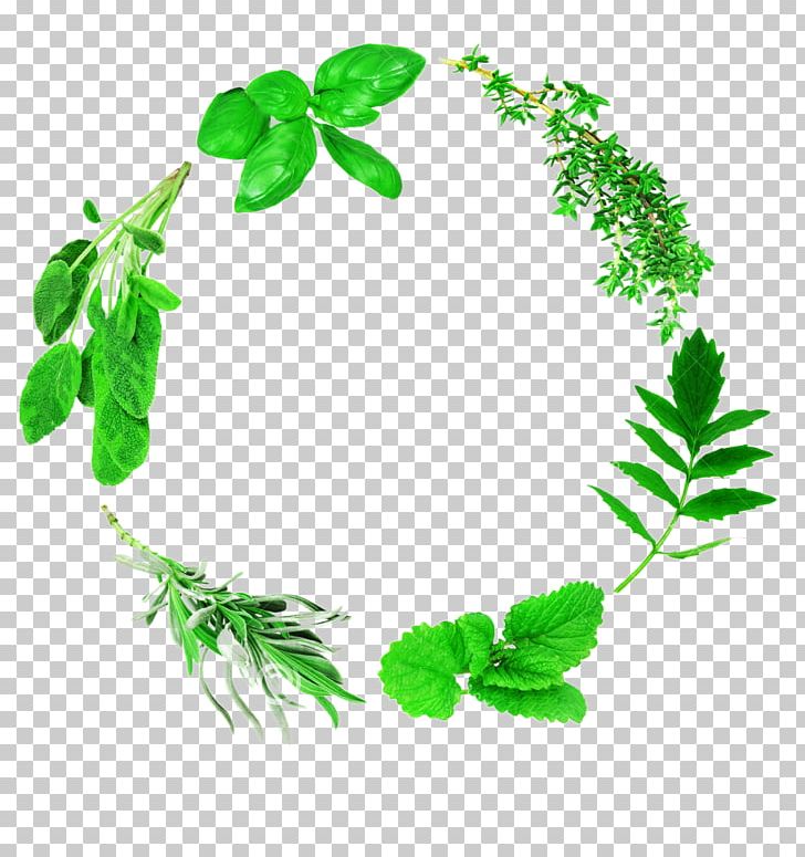 Lemon Leaf Computer File PNG, Clipart, Banana Leaves, Branch, Designer, Download, Encapsulated Postscript Free PNG Download