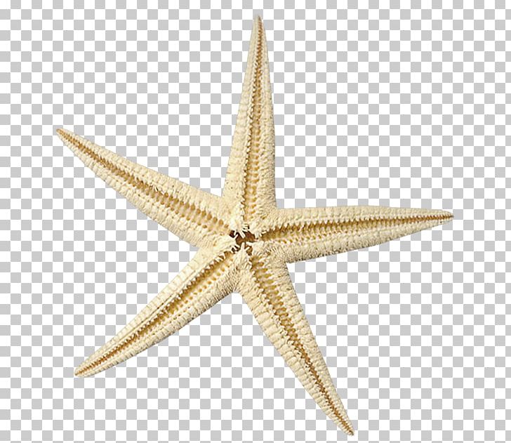 Starfish Brown PNG, Clipart, Animals, Asian Palmyra Palm, Beautiful Girl, Beautiful Starfish, Beauty Free PNG Download