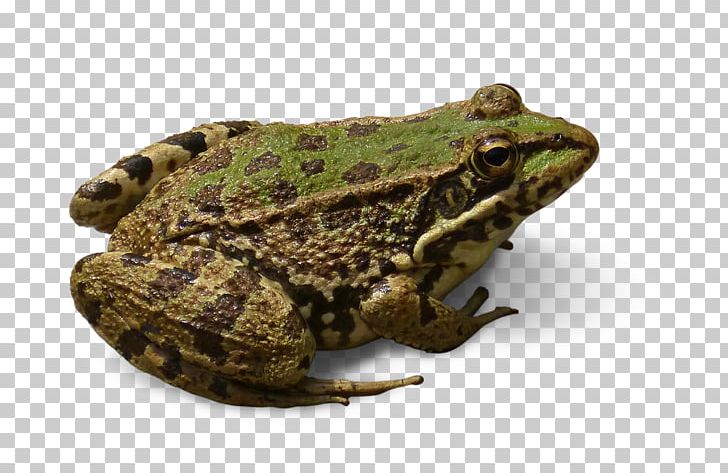 Glass Frog Leopard Frog Desktop PNG, Clipart, Amphibian, Animals, Bullfrog, Crop, Desktop Wallpaper Free PNG Download