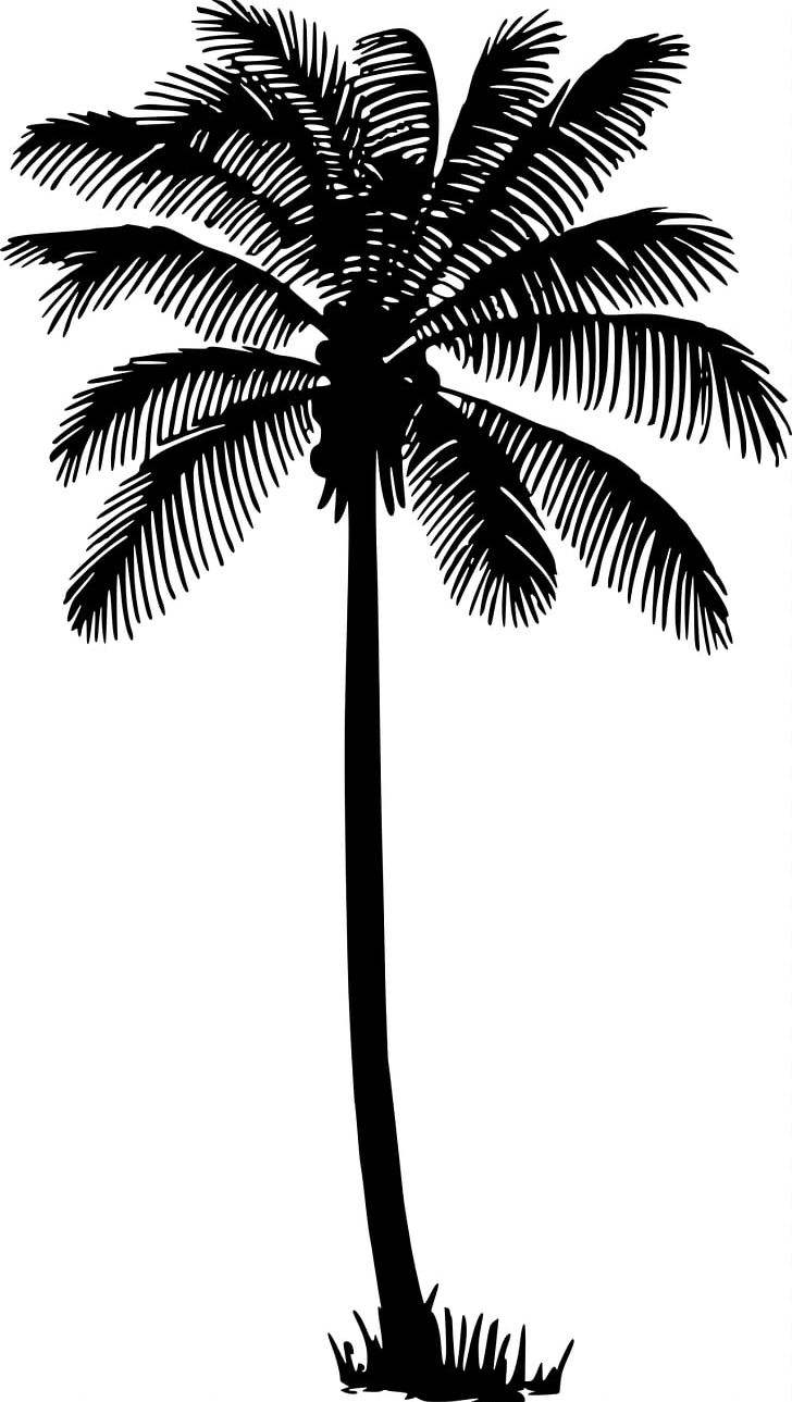 Coconut Drawing Arecaceae Tree PNG, Clipart, Arecaceae, Arecales, Art, Black And White, Borassus Flabellifer Free PNG Download