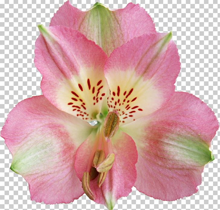 Flower Lily Of The Incas Petal Green Pink PNG, Clipart, Alstroemeriaceae, Color, Cut Flowers, Daylily, Flower Free PNG Download