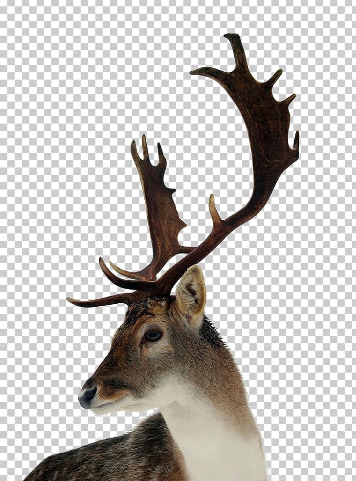 Harry Potter Ron Weasley James Potter Remus Lupin Sirius Black PNG, Clipart, Aesthetics, Animal, Animals, Antler, Christmas Deer Free PNG Download