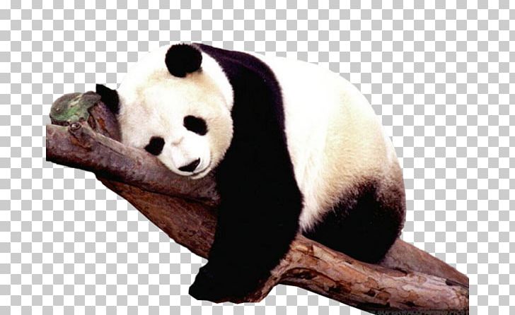 The Giant Panda Brown Bear Sichuan Giant Panda Sanctuaries PNG, Clipart, Ailuropoda, Animal, Bear, Brown Bear, Carnivoran Free PNG Download