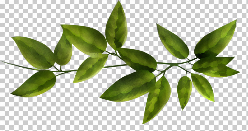 Plant Leaf Flower Tree Woody Plant PNG, Clipart, Branch, Flower, Leaf, Plant, Tree Free PNG Download