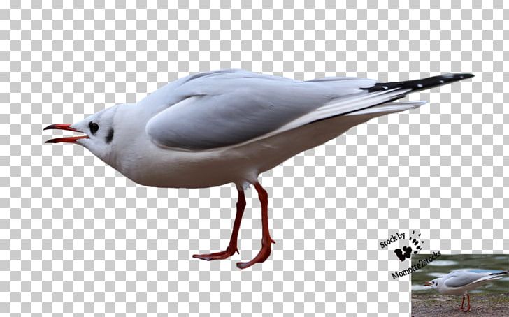 Gulls Great Black-backed Gull Photography PNG, Clipart, Animation, Apng, Art, Beak, Bird Free PNG Download