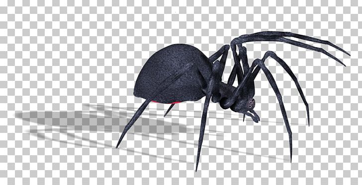 Spider PNG, Clipart, Spider Free PNG Download