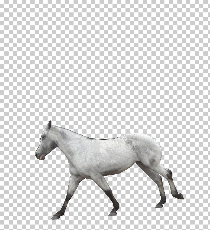American Paint Horse Pony Mustang Foal Stallion PNG, Clipart, American Paint Horse, Animal, Black And White, Canter And Gallop, Colt Free PNG Download