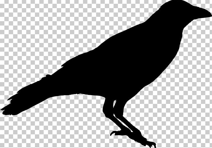 Bird American Crow Carrion Crow Silhouette PNG, Clipart, American Crow, Animals, Beak, Bird, Black And White Free PNG Download