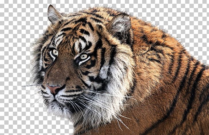 Felidae Cat Siberian Tiger Animal PNG, Clipart, Animal, Animals, Big Cats, Carnivoran, Cat Free PNG Download