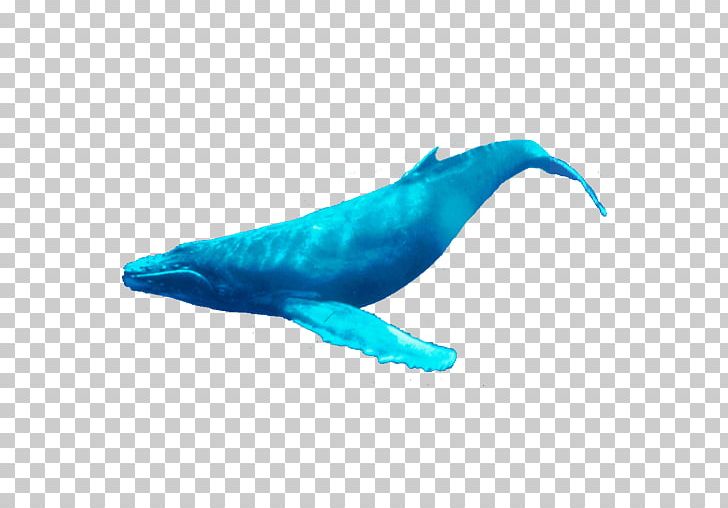 Dolphin Porpoise Cetacea Humpback Whale Tail PNG, Clipart, Animals, App, Aqua, Beak, Bumper Free PNG Download