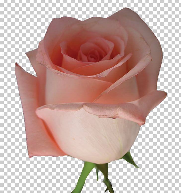 Light Centifolia Roses Pink Flower Garden Roses PNG, Clipart, Blue Rose, Centifolia Roses, Cut Flowers, Floribunda, Flower Free PNG Download