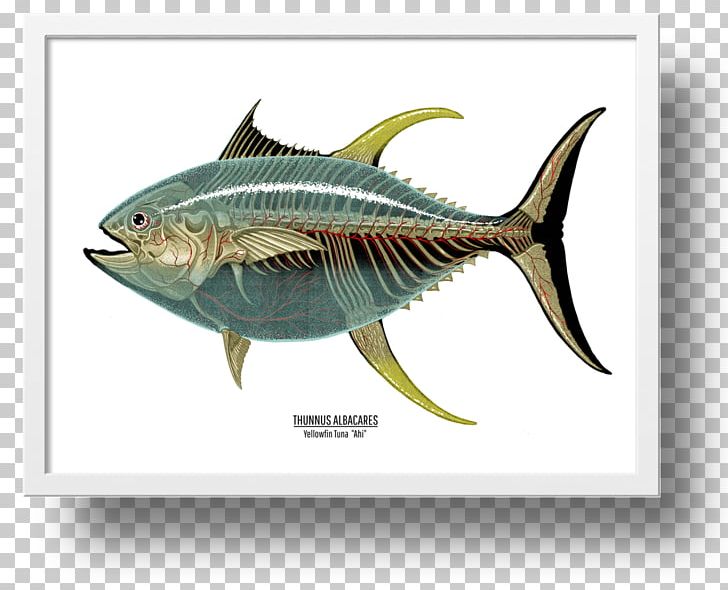 Mackerel Yellowfin Tuna Swordfish Art PNG, Clipart, Albacore, Animals, Art, Atlantic Bluefin Tuna, Bonito Free PNG Download