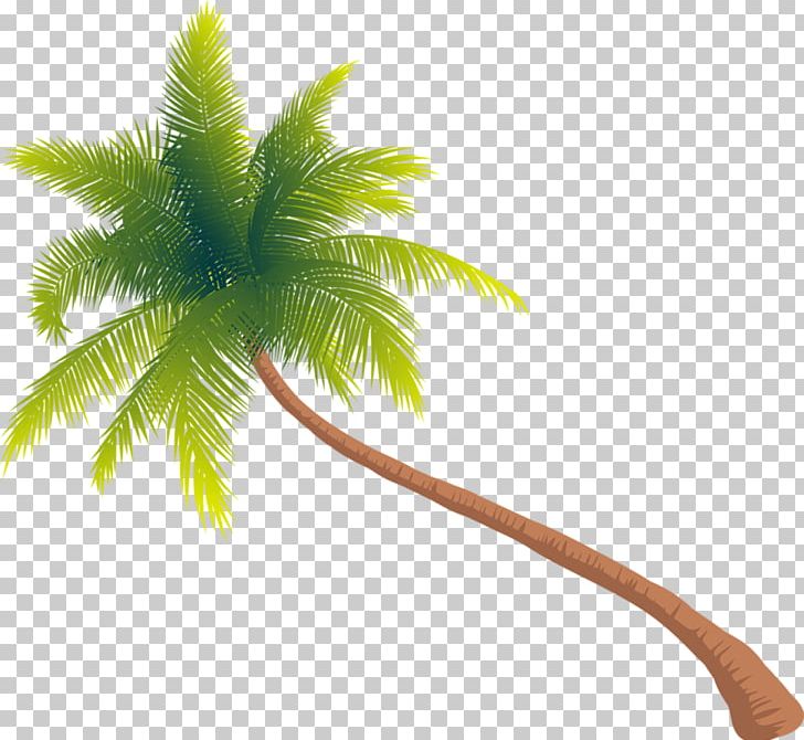 Tree Arecaceae PNG, Clipart, 124trimethylbenzene, Arecaceae, Arecales, Clip Art, Coconut Free PNG Download