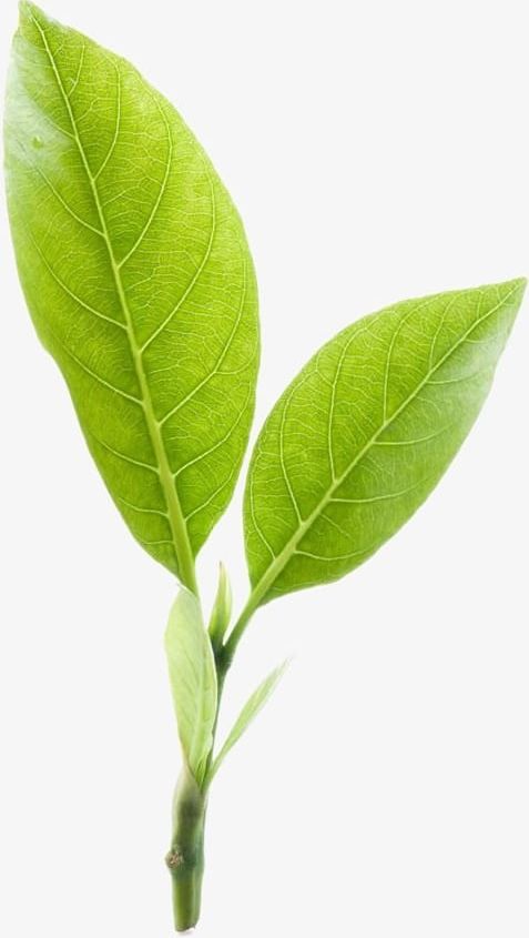 Two Tea Leaf PNG, Clipart, Green, Leaf, Leaf Clipart, Leaf Clipart, Tea Free PNG Download