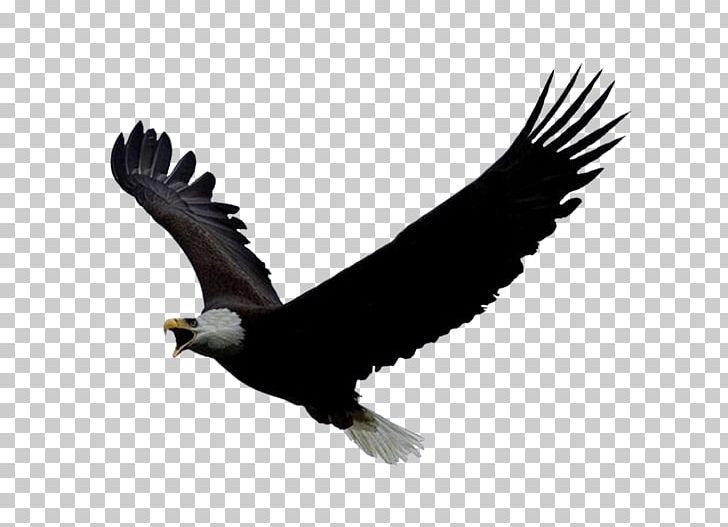 Bald Eagle National Eagle Repository Bird PNG, Clipart, Accipitriformes, Animals, Beak, Bird Of Prey, Condor Free PNG Download