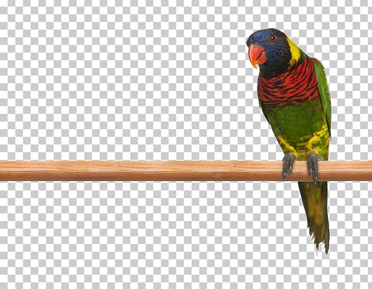 Budgerigar Parrot Ornate Lorikeet Rainbow Lorikeet Macaw PNG, Clipart, Animals, Anodorhynchus, Beak, Bird, Common Iguanas Free PNG Download