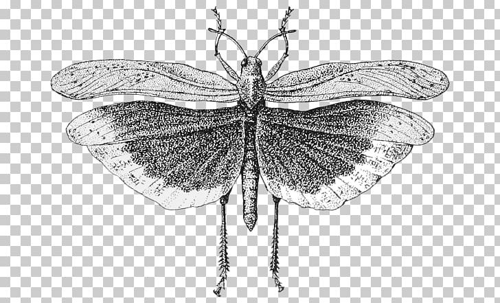 Insect Wing Locust PNG, Clipart, Acrididae, Animals, Arthropod, Black And White, Brush Footed Butterfly Free PNG Download