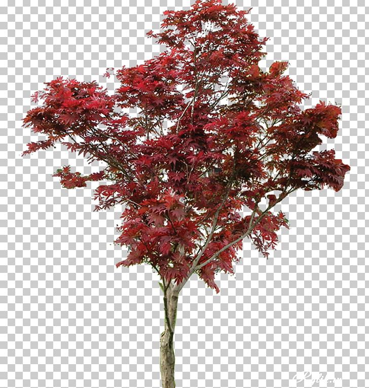 Maple Shrub Tree Macrophanerophytes Plant PNG, Clipart, Arecaceae, Branch, Evergreen, Fairview Floral Garden Center, Flowering Plant Free PNG Download