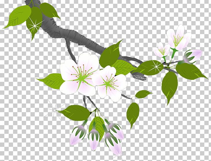 Plum Blossom Flower Branch Petal PNG, Clipart, Branch, Branches, Chemical Element, Download, Flora Free PNG Download
