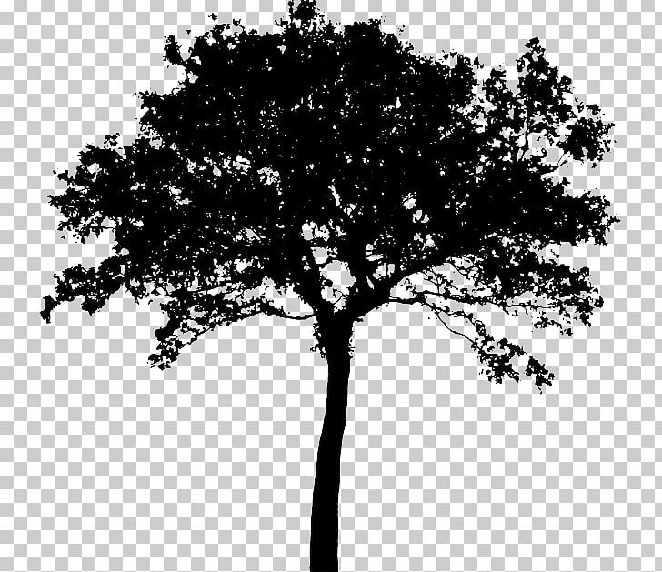 Silhouette Tree PNG, Clipart, Animals, Art, Black And White, Branch, Drawing Free PNG Download