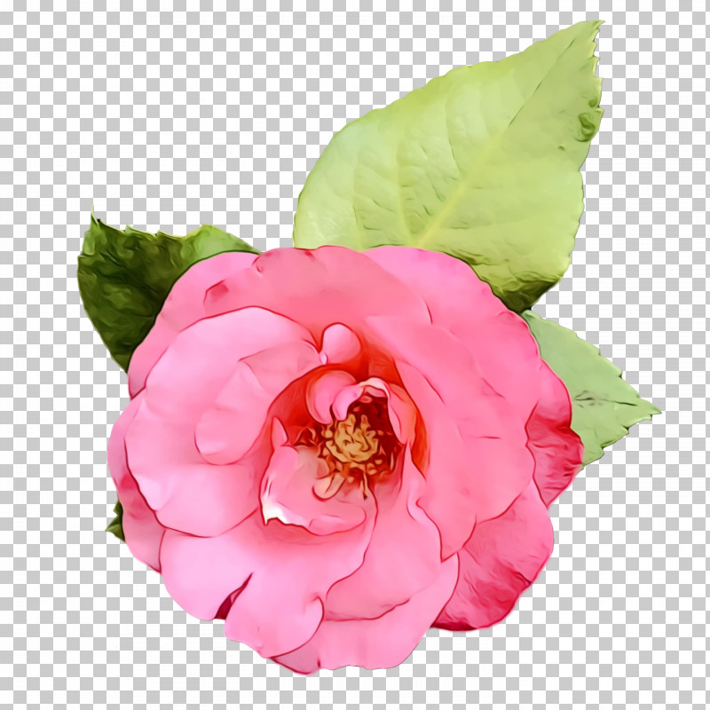 Garden Roses PNG, Clipart, Annual Plant, Biology, Cabbage Rose, Camellia, Garden Free PNG Download