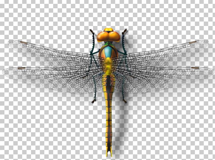 Dragonfly Insect Butterfly PNG, Clipart, Art, Arthropod, Cartoon Dragonfly, Damselfly, Download Free PNG Download