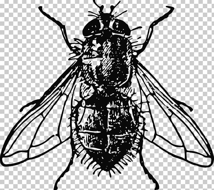 Housefly Insect PNG, Clipart, Animal, Animals, Arthropod, Black And White, Butter Flies Free PNG Download