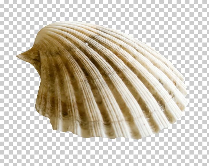 Clam Seashell Computer Icons PNG, Clipart, Animals, Clam, Clams Oysters Mussels And Scallops, Clip Art, Cockle Free PNG Download