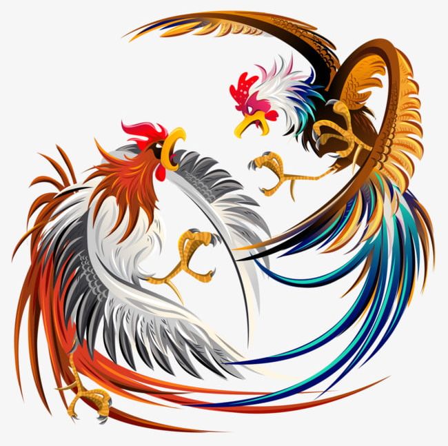 Cockfighting PNG, Clipart, Cock, Cockfighting Clipart, Feather, Game Free PNG Download
