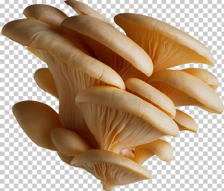 Oyster Mushroom Pleurotus Eryngii Edible Mushroom PNG, Clipart, Agaricaceae, Clams Oysters Mussels And Scallops, Common Mushroom, Conchology, Edible Mushroom Free PNG Download