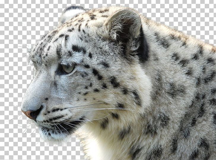 Polar Bear Leopard Gray Wolf Tiger PNG, Clipart, Animal, Animals, Bear, Big Cats, Black Tiger Free PNG Download