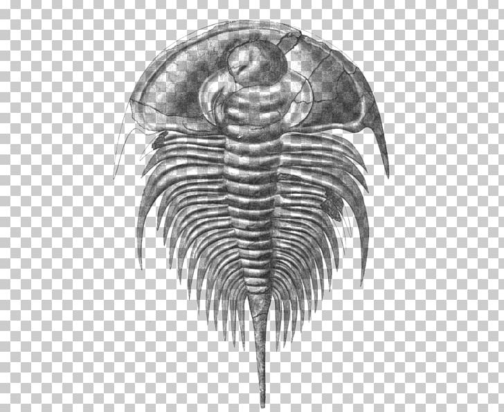 Redlichiida Olenellus Cambrian Fossil Marine Invertebrates PNG, Clipart, Arthropod, Atlantic Horseshoe Crab, Black And White, Cambrian, Charles Doolittle Walcott Free PNG Download