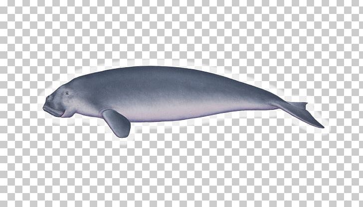 Common Bottlenose Dolphin Tucuxi Porpoise Cetacea Marine Biology PNG, Clipart, Biology, Bottlenose Dolphin, Cetacea, Common Bottlenose Dolphin, Dolphin Free PNG Download