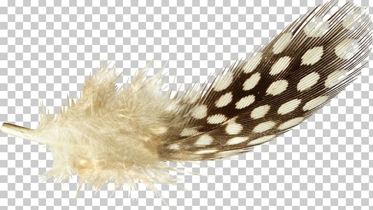Feather PNG, Clipart, Adobe Illustrator, Animals, Beauti, Beauty, Beauty Salon Free PNG Download