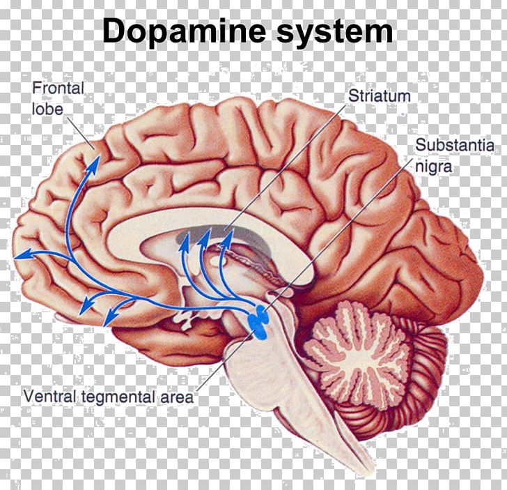 Brain And Dopamine Pathway