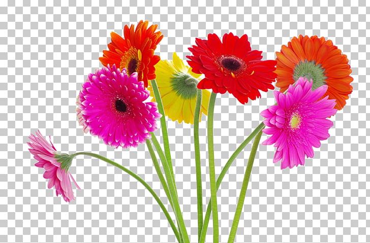 Transvaal Daisy Flower Bouquet Chrysanthemum Stock Photography PNG, Clipart, Annual Plant, Artificial Flower, Biological World, Blume, Color Free PNG Download