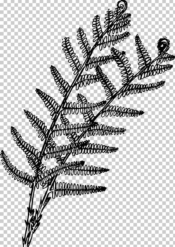 Fern Coloring Book Plant Drawing PNG, Clipart, Black And White, Book, Botany, Branch, Color Free PNG Download