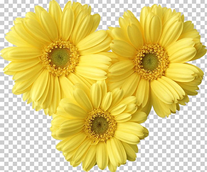 Flower Yellow Common Daisy PNG, Clipart, Argyranthemum Frutescens, Chrysanthemum, Chrysanths, Color, Common Daisy Free PNG Download