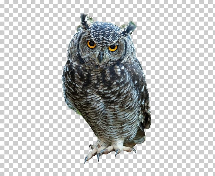 Great Horned Owl Bird Indian Eagle-owl Snowy Owl PNG, Clipart, Animals, Beak, Bird, Bird Of Prey, Desktop Wallpaper Free PNG Download