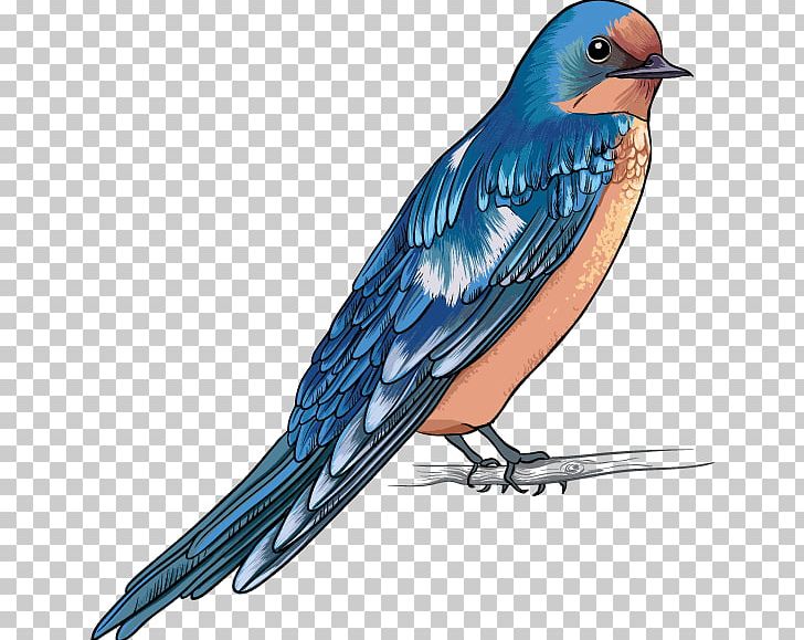 Bird Swallow Finch Bald Eagle PNG, Clipart, American Sparrows, Animals, Apodes, Bald Eagle, Beak Free PNG Download