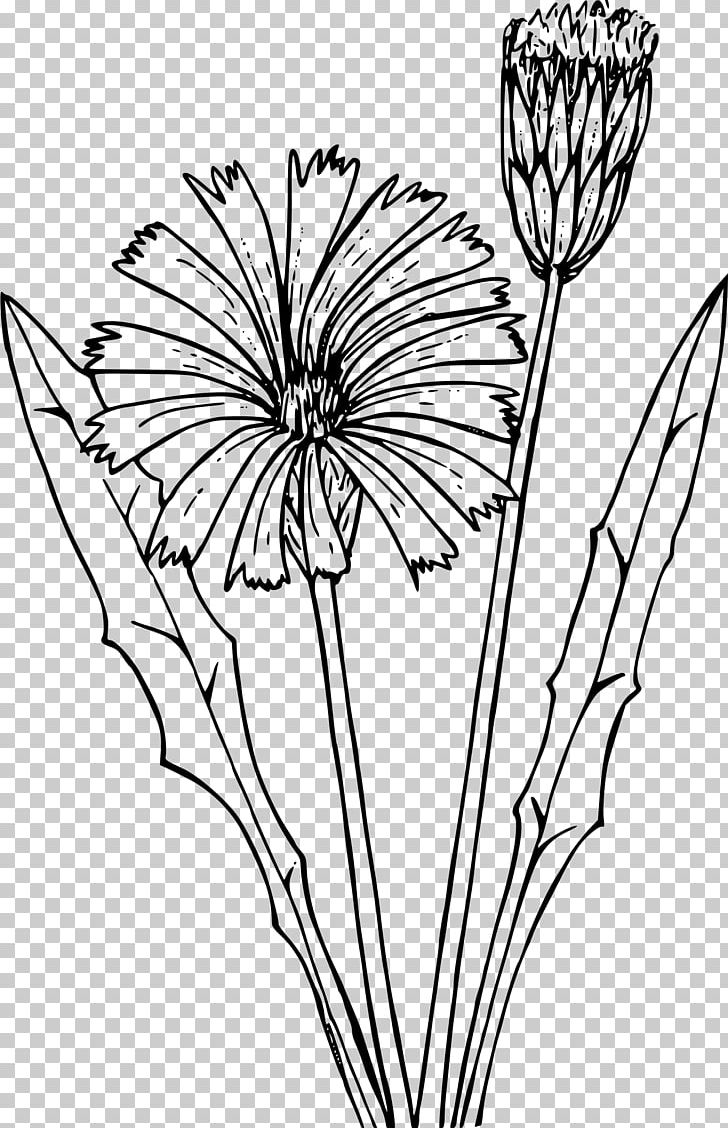 Wildflower Drawing Dandelion PNG, Clipart, Black And White, Branch, Child, Color, Coloring Book Free PNG Download