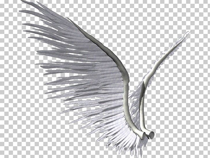 Wing Photography PNG, Clipart, Albom, Beak, Bird, Black And White, Blog Free PNG Download