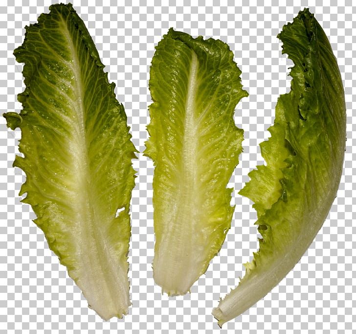 Romaine Lettuce Wikimedia Commons Salad Leaf Vegetable PNG, Clipart, Common, Cosmopolitan, Creative, Creative Commons, Email Free PNG Download