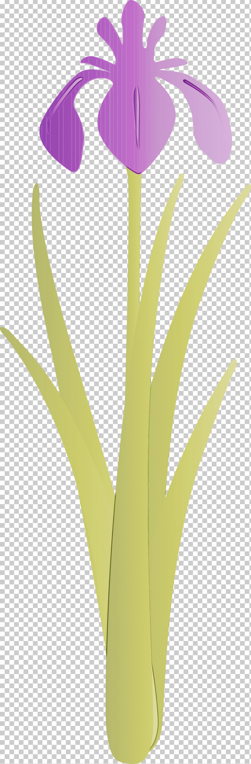 Yellow Leaf Plant Grass Family Flower PNG, Clipart, Flower, Grass, Grass Family, Iris Flower, Leaf Free PNG Download