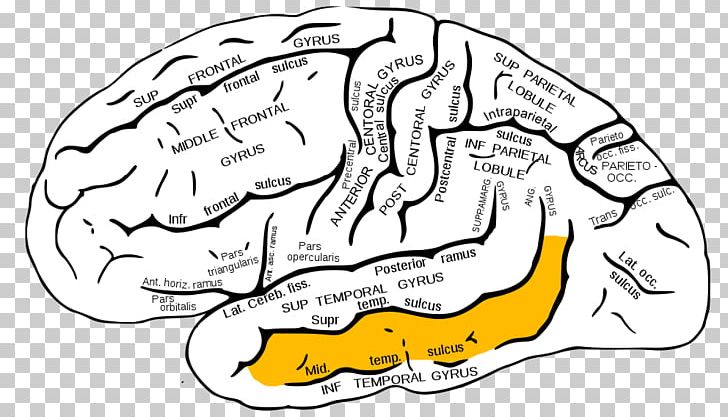 Inferior Frontal Gyrus Superior Frontal Gyrus Frontal Lobe Lobes Of The Brain PNG, Clipart, Area, Brain, Cerebral Cortex, Hand, Human Body Free PNG Download