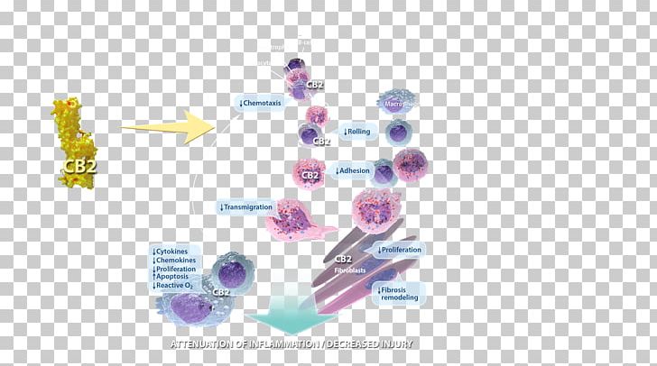 Inflammation Tissue Infection Chemokine Adaptive Immune System PNG, Clipart, Adaptive Immune System, Body Jewelry, Chemokine, Disease, Ecs Free PNG Download